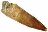 Fossil Spinosaurus Tooth - Real Dinosaur Tooth #305639-1